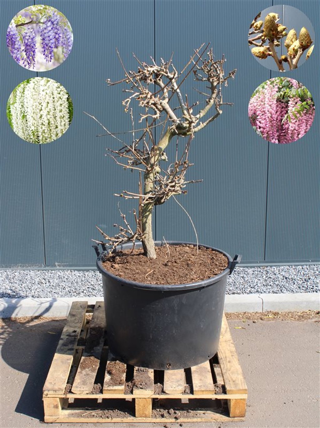 Wisteria brach. 'Showa-beni' - 125-150 CM in Cont.